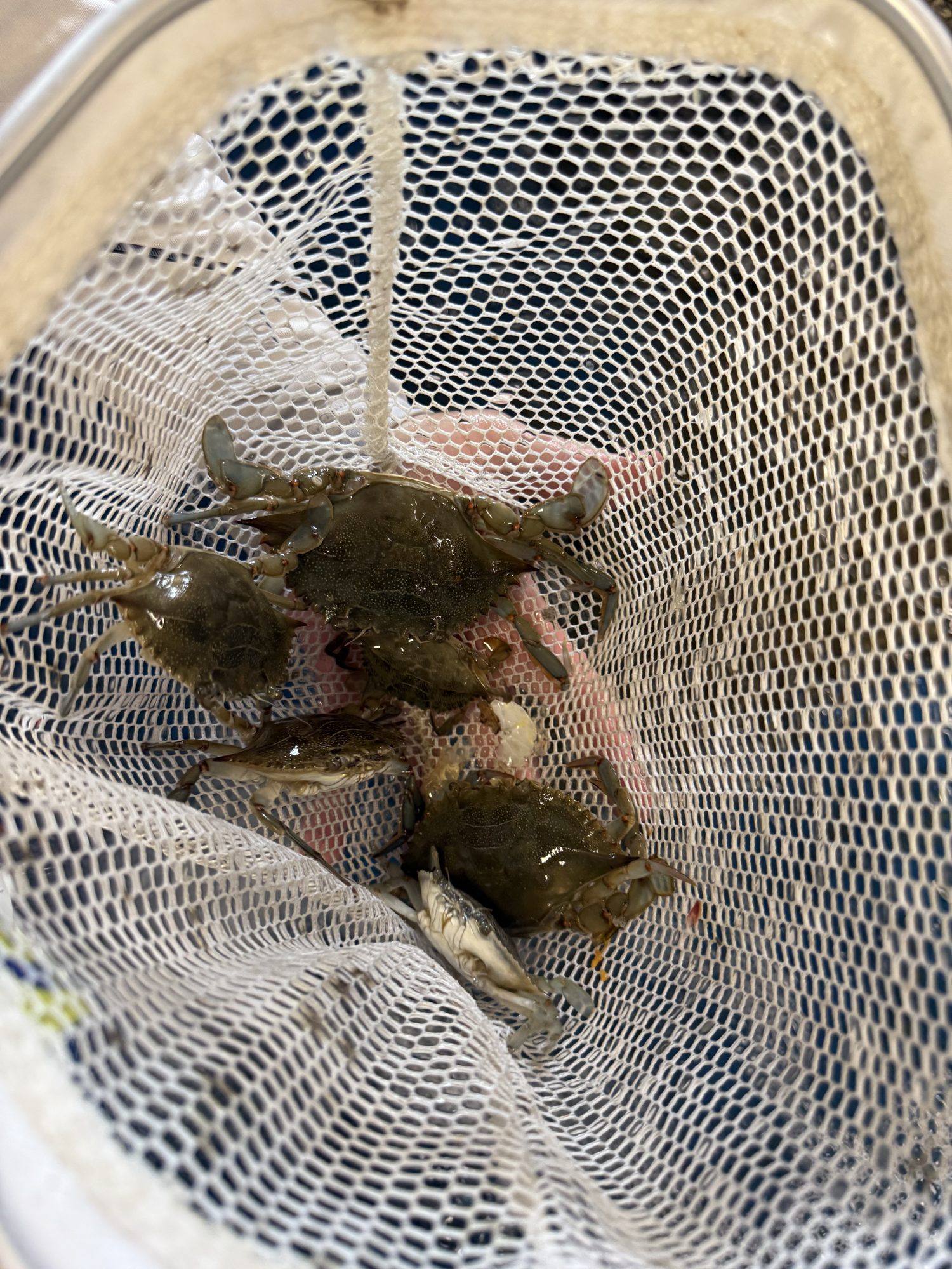 Fresh bait netted and ready to go