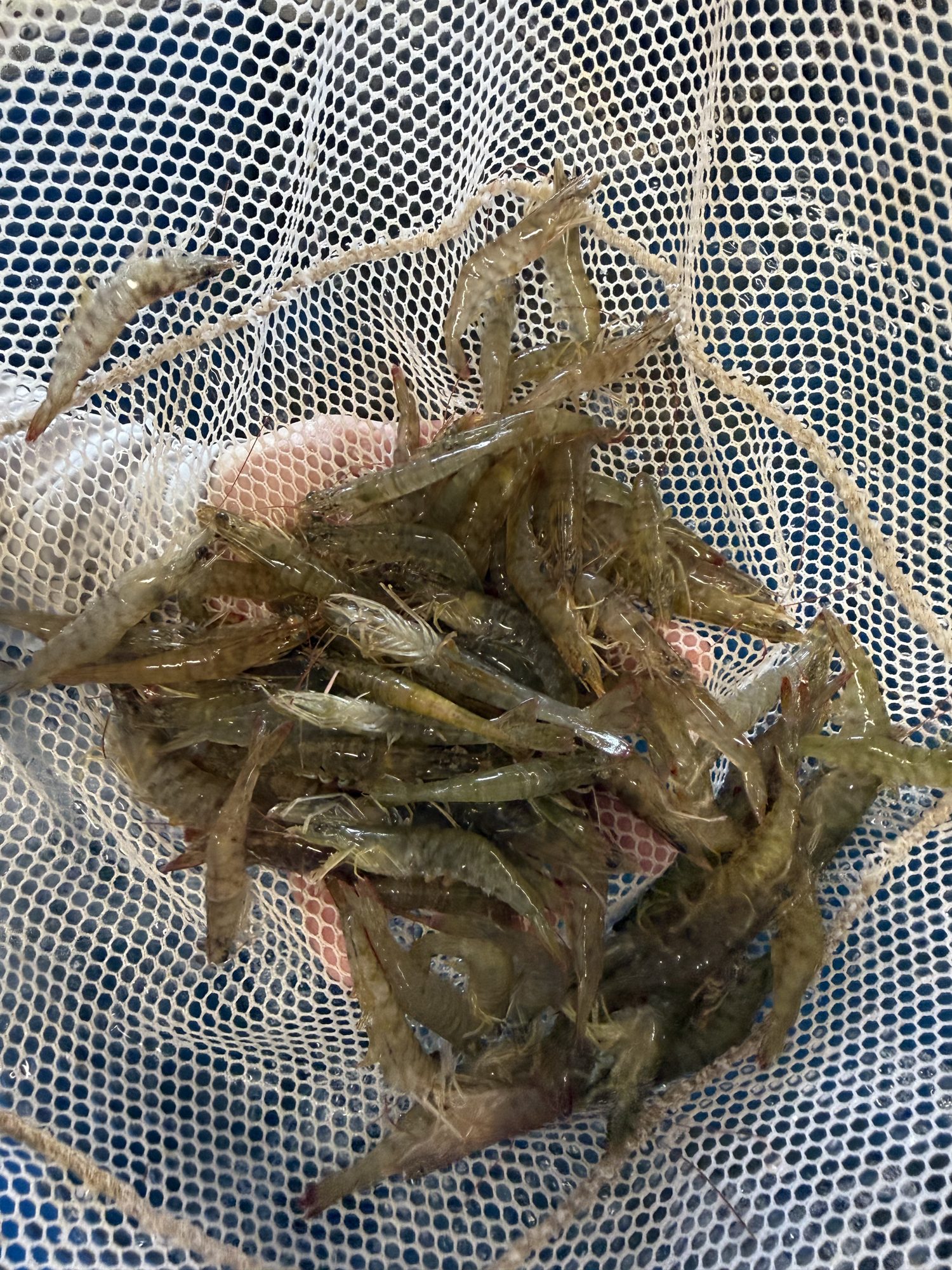 A net of fresh live shrimp at the New Pass bait shop