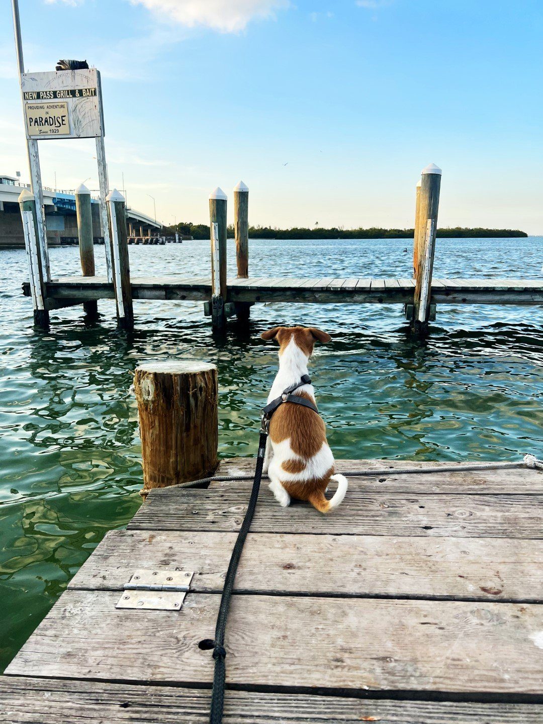 A quiet dock on a bright Florida day