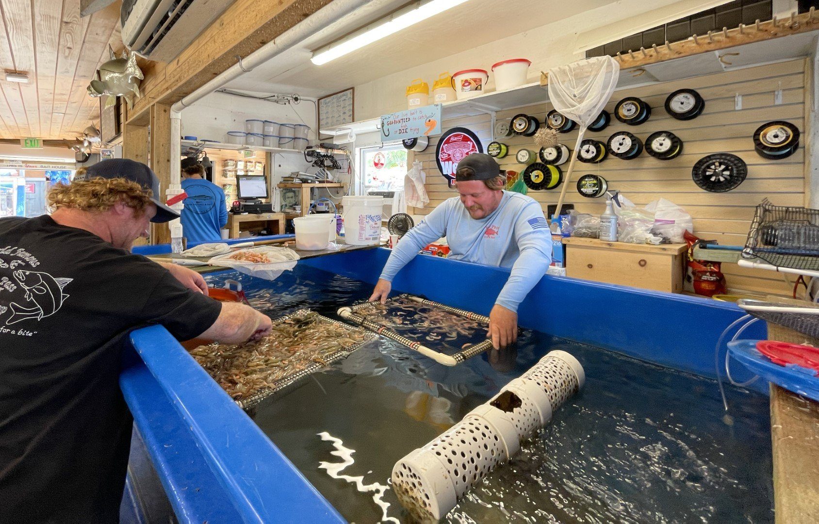 A staffer tending the live bait tanks