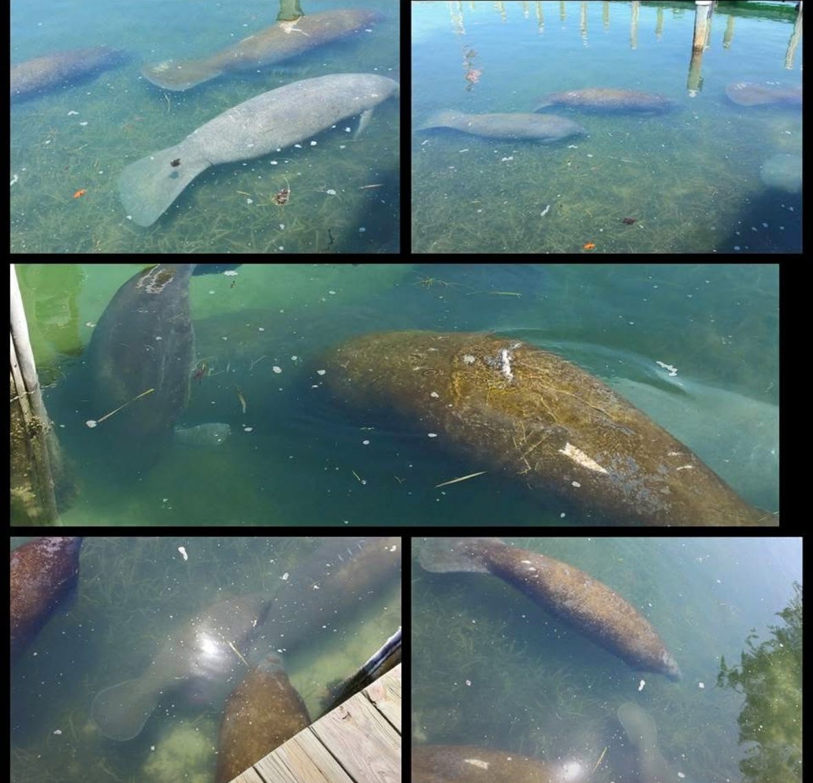 Manatees gathering in the water at New Pass